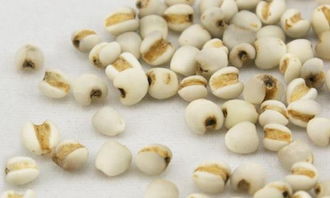 薏米的黄金季：春夏交替， 播种正当时