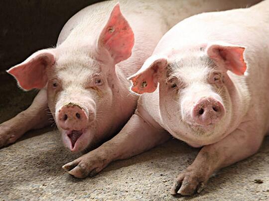 猪价低潮，养猪五大误区需警惕