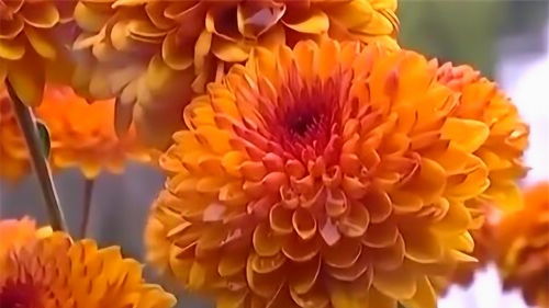 菊花茶种类繁多，如何挑选适合自己的菊花茶呢