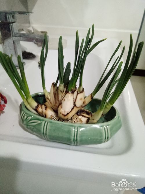 水仙花如何种植及栽培管理技术，有哪些关键步骤和注意事项
