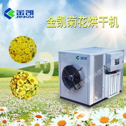 菊花烘干温度多少合适？烘干师傅揭秘最佳温度