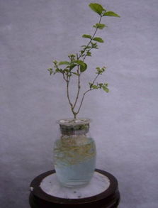 水培三角梅根系腐烂，为何枝叶逐渐枯萎