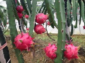 红心火龙果盆栽， 樱桃苗盆栽，美观又实用