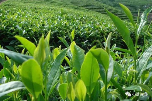 茶叶，那碧绿的精灵
