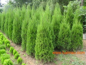 探寻油松樟子松的收购之处