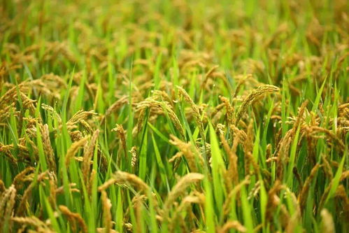 菜园子的秘密
