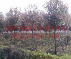 150cm地径的高杆红叶石楠，价格如何