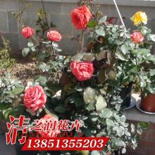 月季小苗种植的小技巧