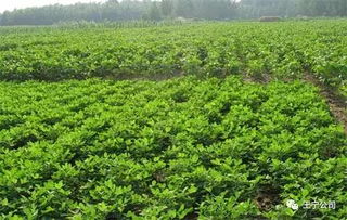 乙草胺：土壤处理的好帮手