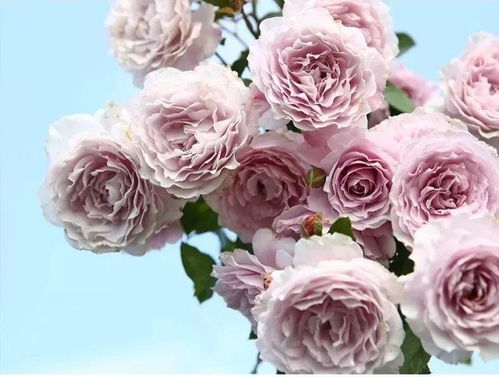 月季花的魅力：北方种植的Zui佳选择