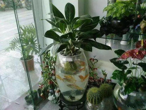 烂根问题， 多烂根菌灵来帮忙