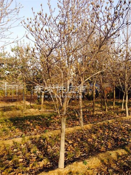 绿化大树的价格行情