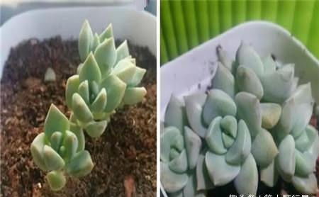 老桩多肉换盆时需要注意哪些技巧和步骤