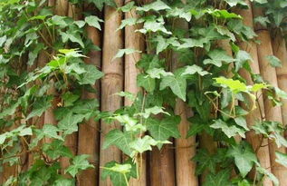 常春藤的美化作用