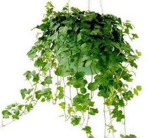 绿植花卉养护岗位职责解析