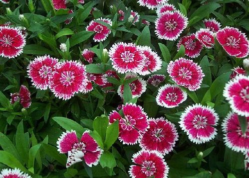 五彩石竹：耐旱耐寒，四季常青