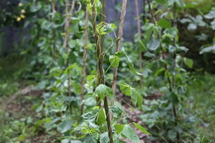 蓖麻种植时间及气候条件