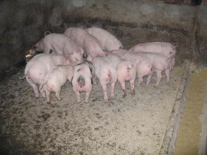 保育猪饲养管理：科学分群、合理营养、环境控制、健康监测