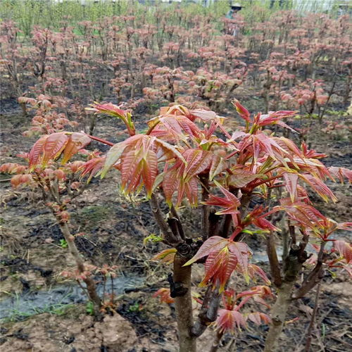 香椿树种子：公园里的宝藏