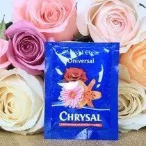 “孤独玫瑰，花店老板的沉默秘密