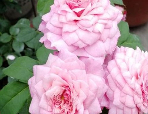 浇水要灵活应变