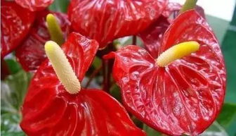 米兰花花期在春末至秋初，花期长达数月