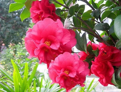 茶花的美丽之谜：茎干的秘密