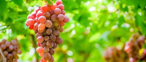 丙环唑的神奇力量