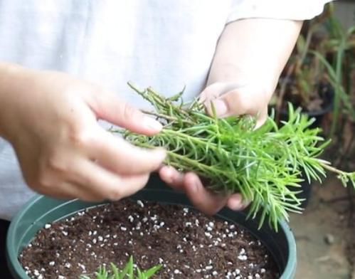 如何从种植的大葱中收集并保存其种子