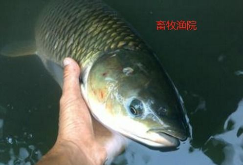 鱼粉在饲料中占比多少时鱼宝红饲料的性价比更高？