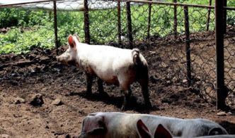 生态猪养殖为何成为传统养殖的颠覆者？