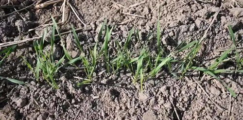 除草剂的种类和作用