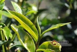 万年青树种类繁多，如何轻松区分常见品种呢