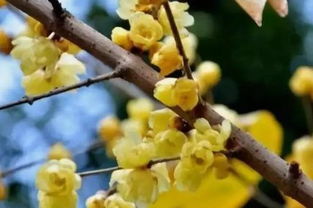 栽培紫叶腊梅的双重美