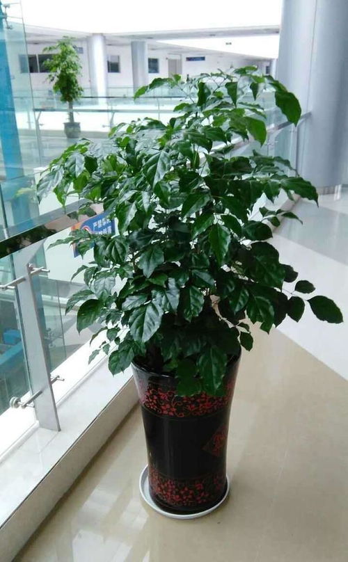 幸福树，热带观叶植物