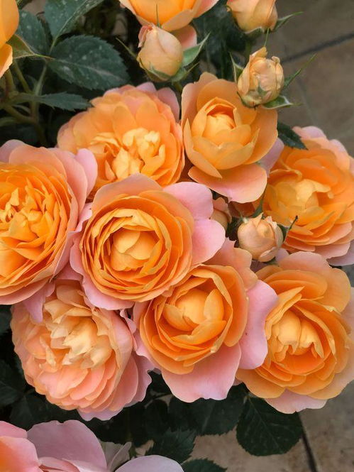 施肥，月季生长的保证