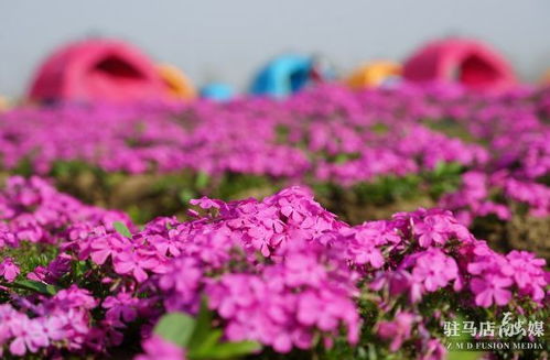 冷知识：紫色矮株还嫩驱蚊