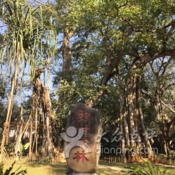 一般成林地由于植株高大,林间出现郁蔽,光照条件比较差,Ke以种植紫花苜蓿、 蛋白桑、白三叶、鸭茅等耐阴的草种。.但不同林地的特点不同,适宜种植的牧草品种也不同.