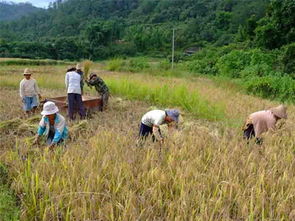 江西鹰潭的轮作模式：药材粮食双丰收