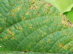 菜豆的别称与种植时节