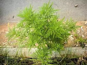 假马鞭是恶性杂草，危害农作物生长