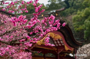 春天 春天的气息