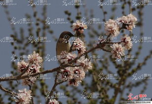 甘肃敦煌的戈壁试验区创新繁殖法