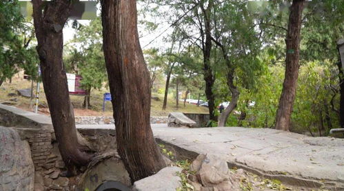 秋末冬初， 松树桩的挖掘大揭秘