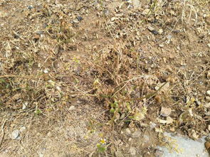 百草枯：果园禁用的除草剂