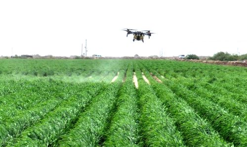 推荐几种耐盐碱的花草