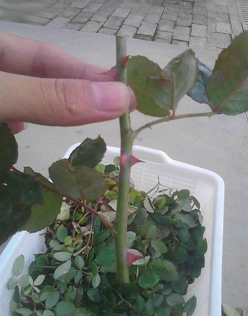 月季花的扦插， 一个“花”中带“病”的故事