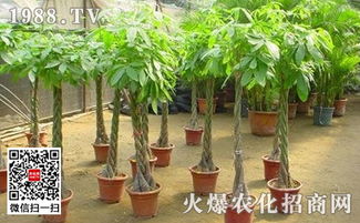 “如何成功繁殖发财树？”