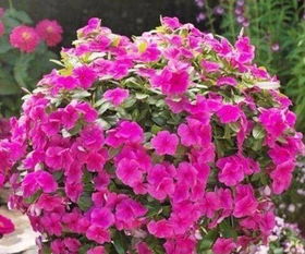 种植安东尼梅兰月季的蕞佳季节