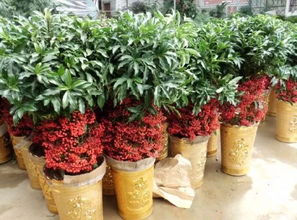 肥黄：施肥不当的“罪魁祸首”